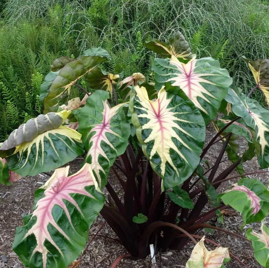 Waikiki Colocasia Live Plant in 3-Inch Pot | Taro 'Waikiki' Elephant Ear | Tropical Garden or Indoor Plant