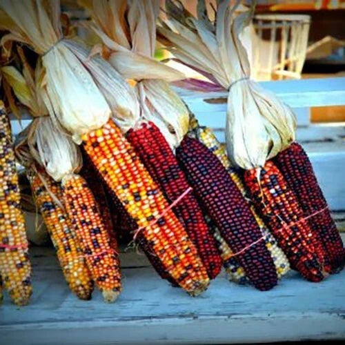 Heirloom Indian Corn Seeds - 1000+ Non-GMO Zea mays Everta for Decorative & Culinary Use