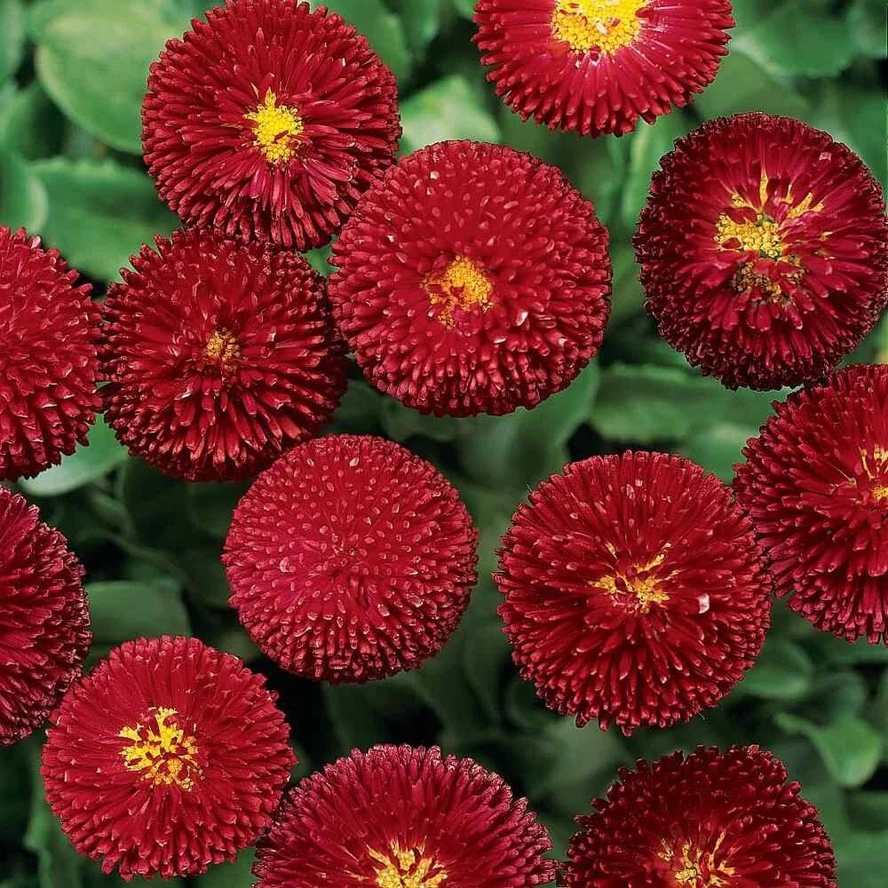 Dark Red English Daisy Seeds - 200+ Pack, Bellis perennis, Garden Flower Seeds for Borders & Containers, USA Grown