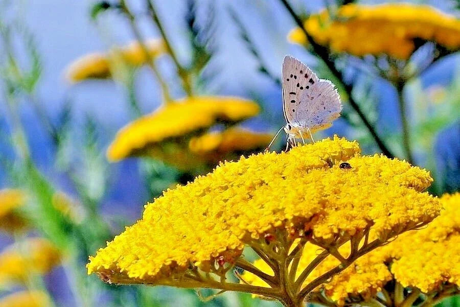 Gold Yellow Yarrow Seeds – Achillea millefolium Perennial Wildflower for Bees & Pollinators, Easy to Grow, 500+ Seeds
