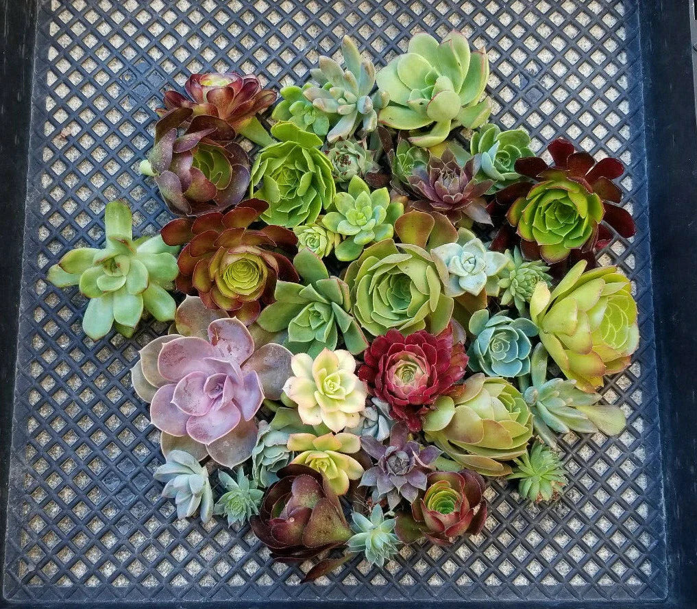 Succulent Cuttings Lot of 10 | Echeveria, Aeonium, Sempervivum Rosette Succulents for Propagation & DIY Projects