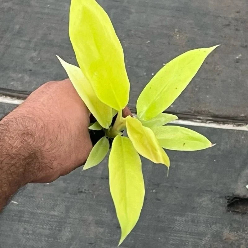 Golden Crocodile Philodendron Starter Plant | Rare Aroid in Plug | Philodendron 'Golden Crocodile' Indoor Plant