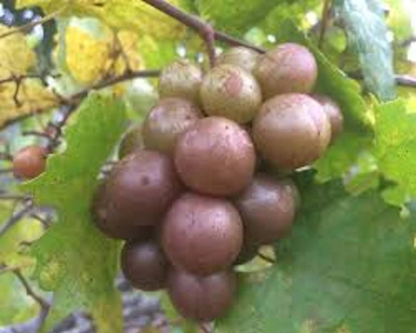 Muscadine Grape Plant 3-Pack Live Vitis Rotundifolia Carlos Self-Fertile Bronze Edible Vine