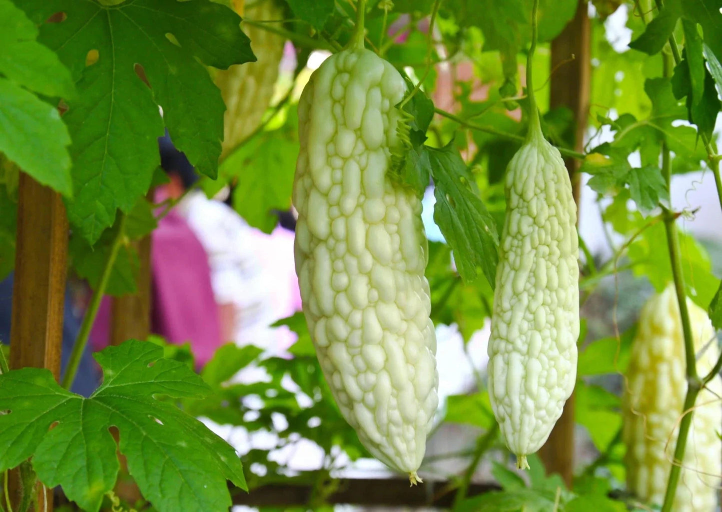 Exotic White Bitter Gourd Seeds - 6 Pack, Rare Momordica charantia for Home Gardening, Edible Vining Vegetable