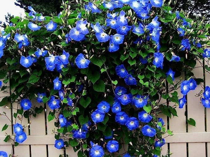 Blue Climbing Vine Seeds 50 Pack for Landscaping, Thunbergia alata, Fast-Growing, Blue Flowers, Climbing, Fences & Trellises