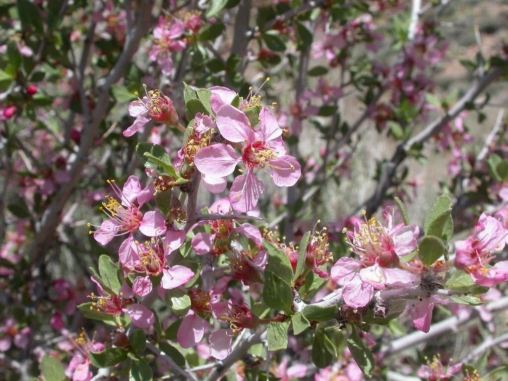 Desert Peach Seeds, Prunus andersonii, Drought-Tolerant Native Fruit Plant, Xeriscape, Low Water Garden, Edible Fruit, 5 Seeds