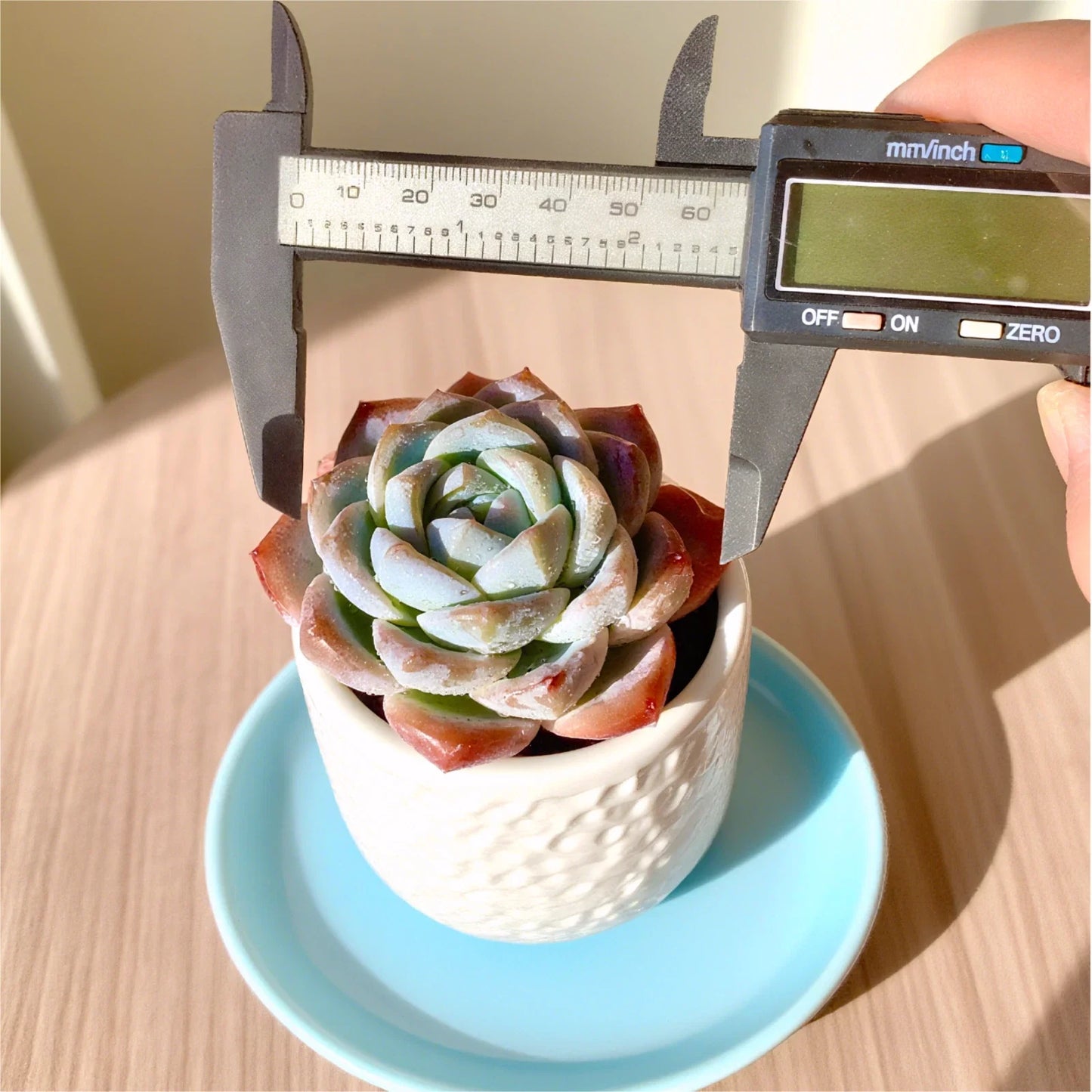 Rare Succulent Bare Root Plant – 2.2" Indoor Easy Care, Unique Collection, Low Maintenance, Perfect for Home Decor
