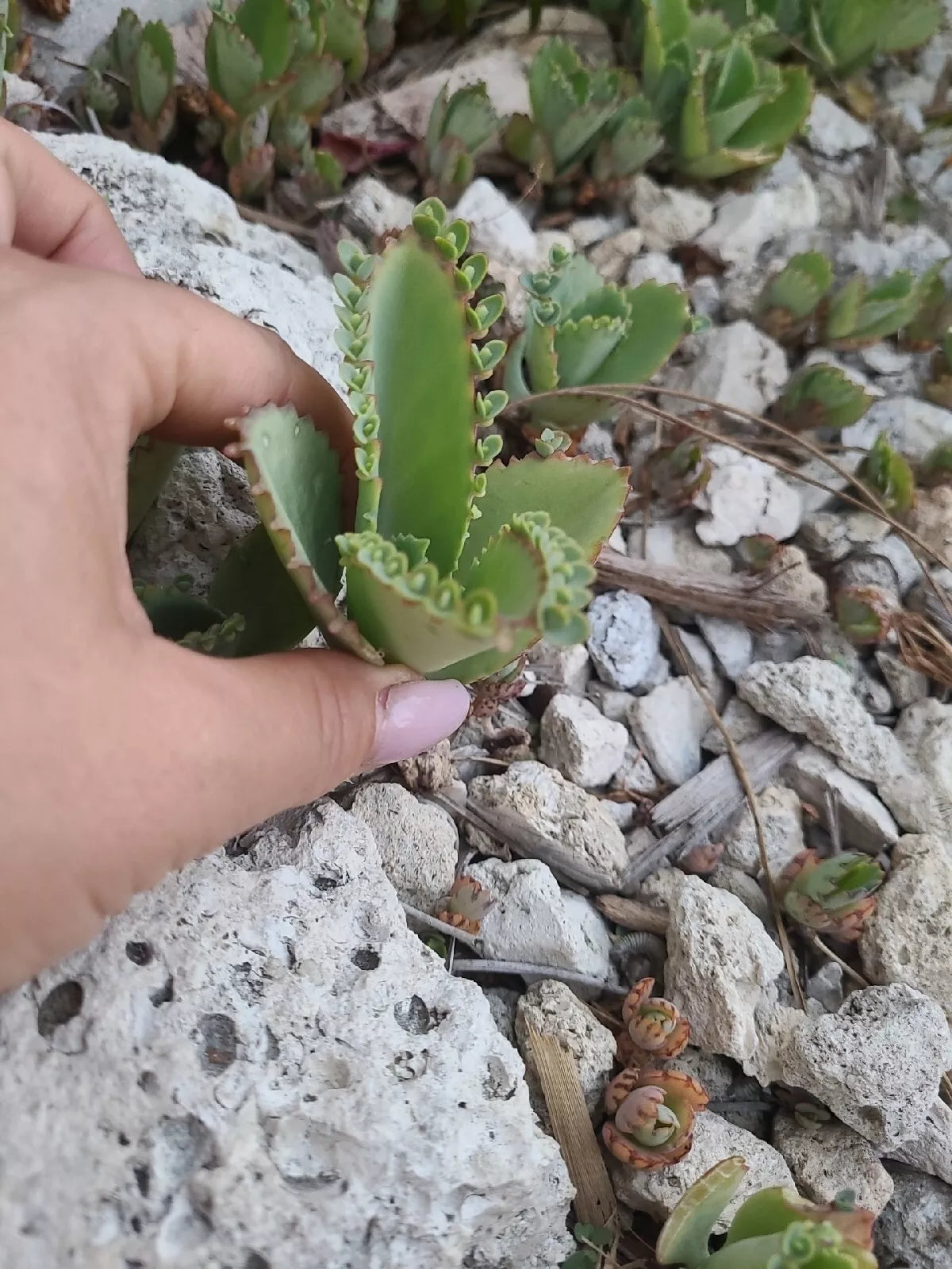 Mother of Thousands Kalanchoe Succulent Plant 2x3" Mexican Hat Daigremontiana - Low Maintenance Indoor Succulent