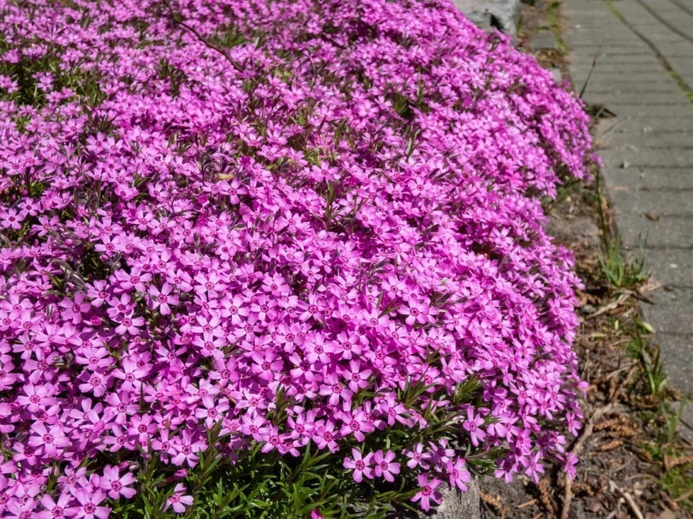 Peacock Cherry Red Phlox Seeds - 100+ Pack, Vibrant Flowering, Attracts Pollinators, Phlox paniculata, Garden Planting, USA