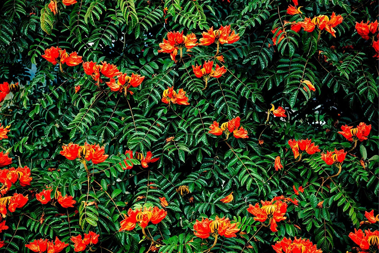 African Tulip Tree Seeds - 30 Pack, Flame Tree, Spathodea campanulata, Tropical Ornamental Tree, Vibrant Orange Flowers