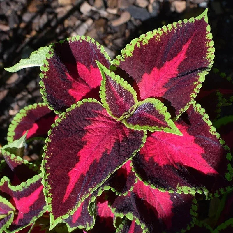 Coleus Seeds 300 Count Mixed Rainbow Perennial - Colorful Foliage Plants for Gardens, Solenostemon scutellarioides