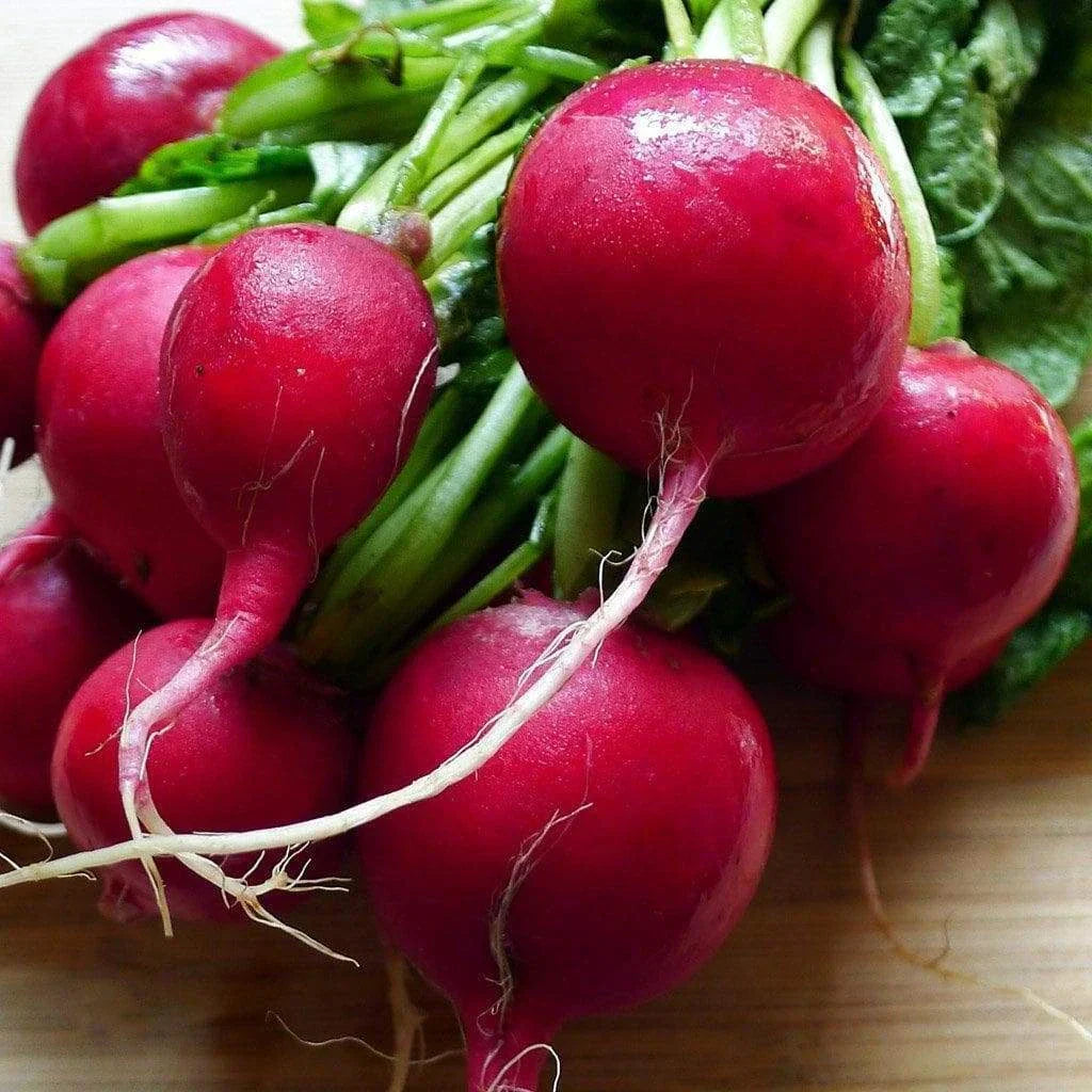 Cherry Belle Radish Seeds 200 Ct Heirloom NON-GMO Vegetable Garden Seeds - Raphanus sativus
