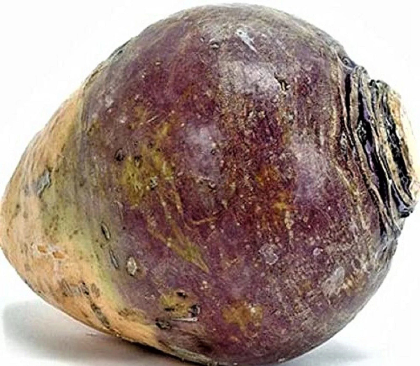 Rutabaga Seeds 500+ Count Non-GMO American Purple Top Brassica napus for Home Garden, Nutritious Root Vegetable