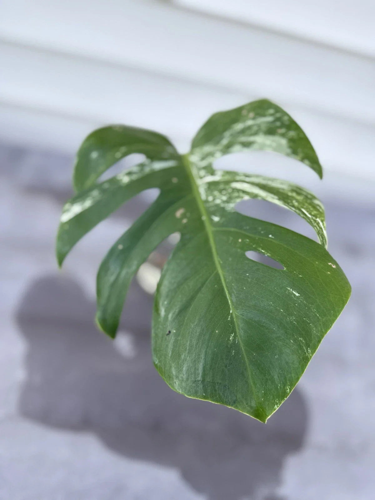 Monstera Albo Borsigiana Cutting - Rare Variegated Houseplant - Indoor Garden - Monstera deliciosa var. albo-marmorata