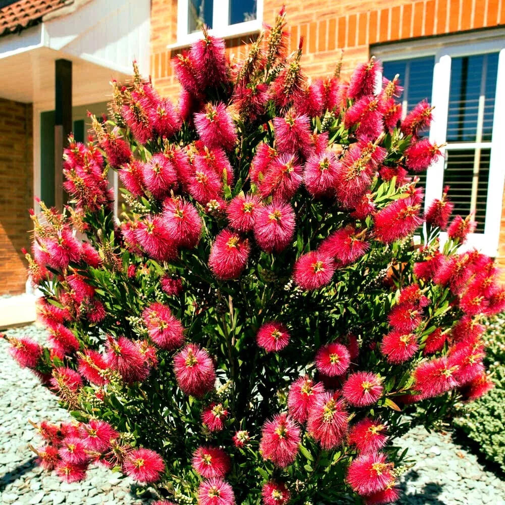 Crimson Bottlebrush Flower Tree Seeds - 50 Pack | Callistemon citrinus Garden Seeds