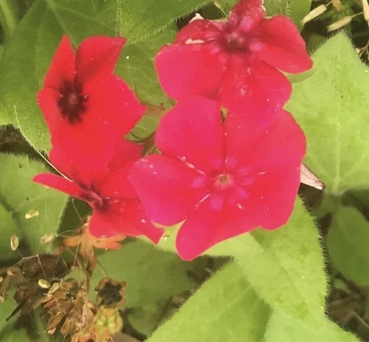Red Scarlet Phlox Drummondii Flower Seeds - 3000 Seeds, Bright Red Annual for Garden, Landscape & Borders