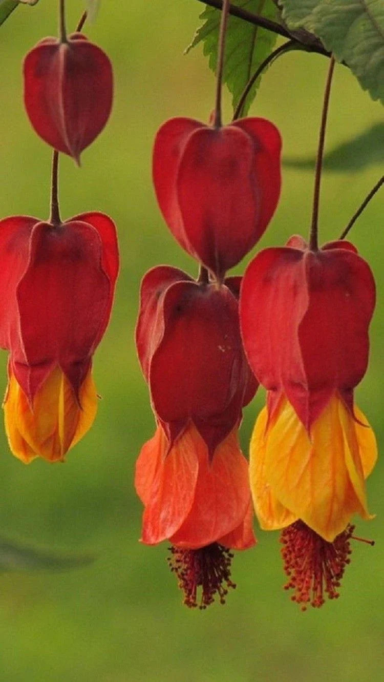 25 Bleeding Heart Seeds - Red Orange Perennial Flowers for Shade - Lamprocapnos spectabilis