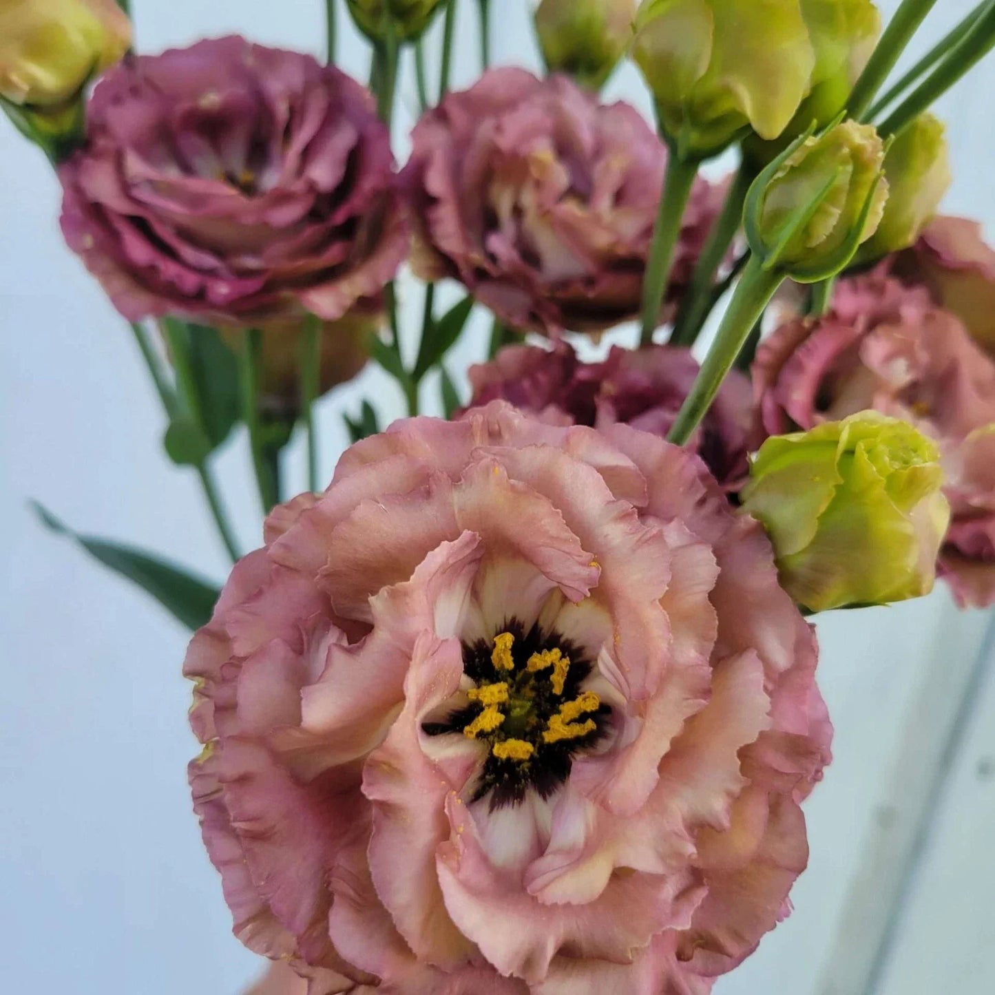 Lisianthus Rosanne Brown Plug Starter Plant – Eustoma grandiflorum Seedling