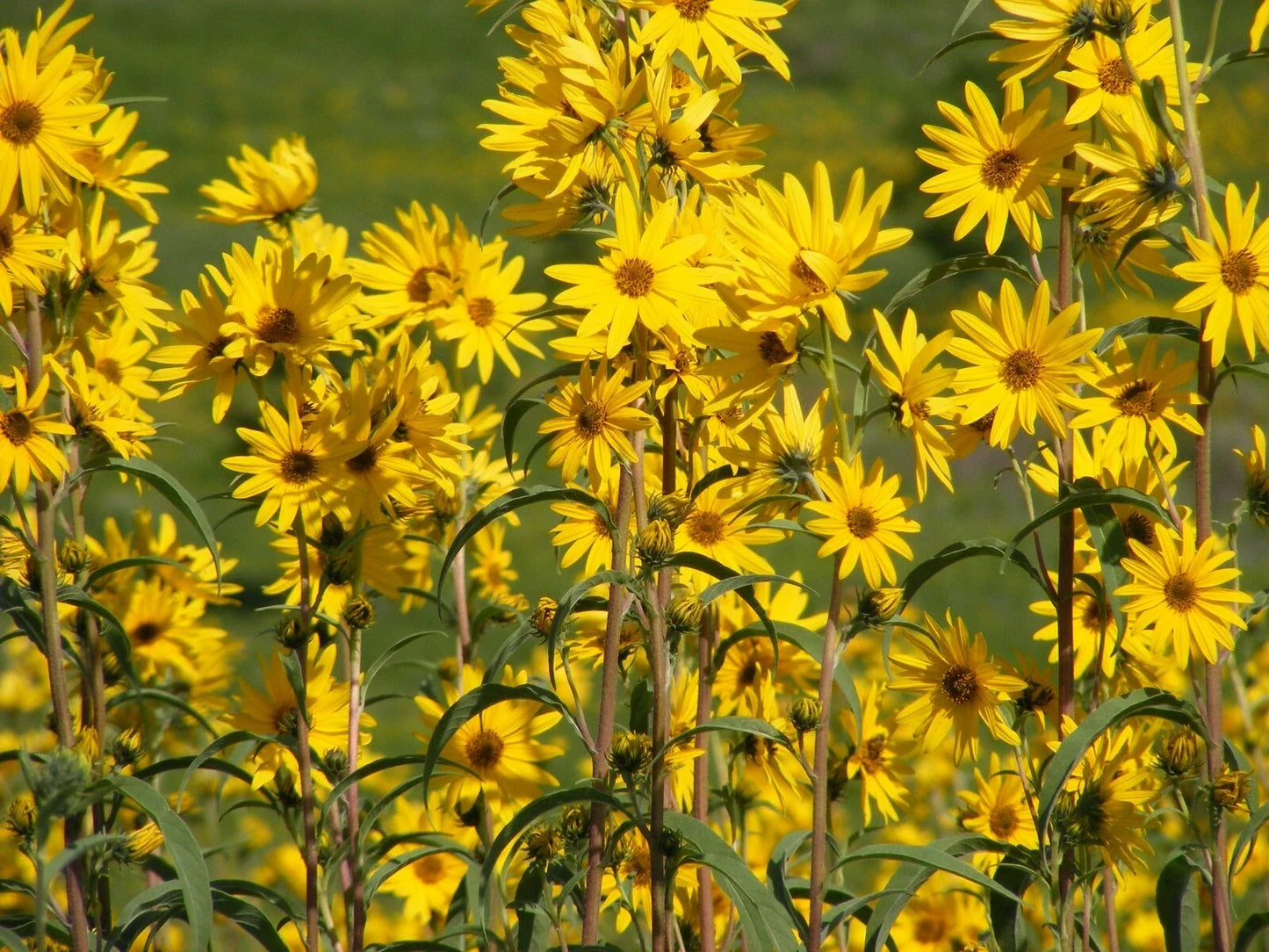 Maximilian Sunflower Seeds, 200 Count, Helianthus maximilian, Perennial Wildflower for Pollinator Gardens