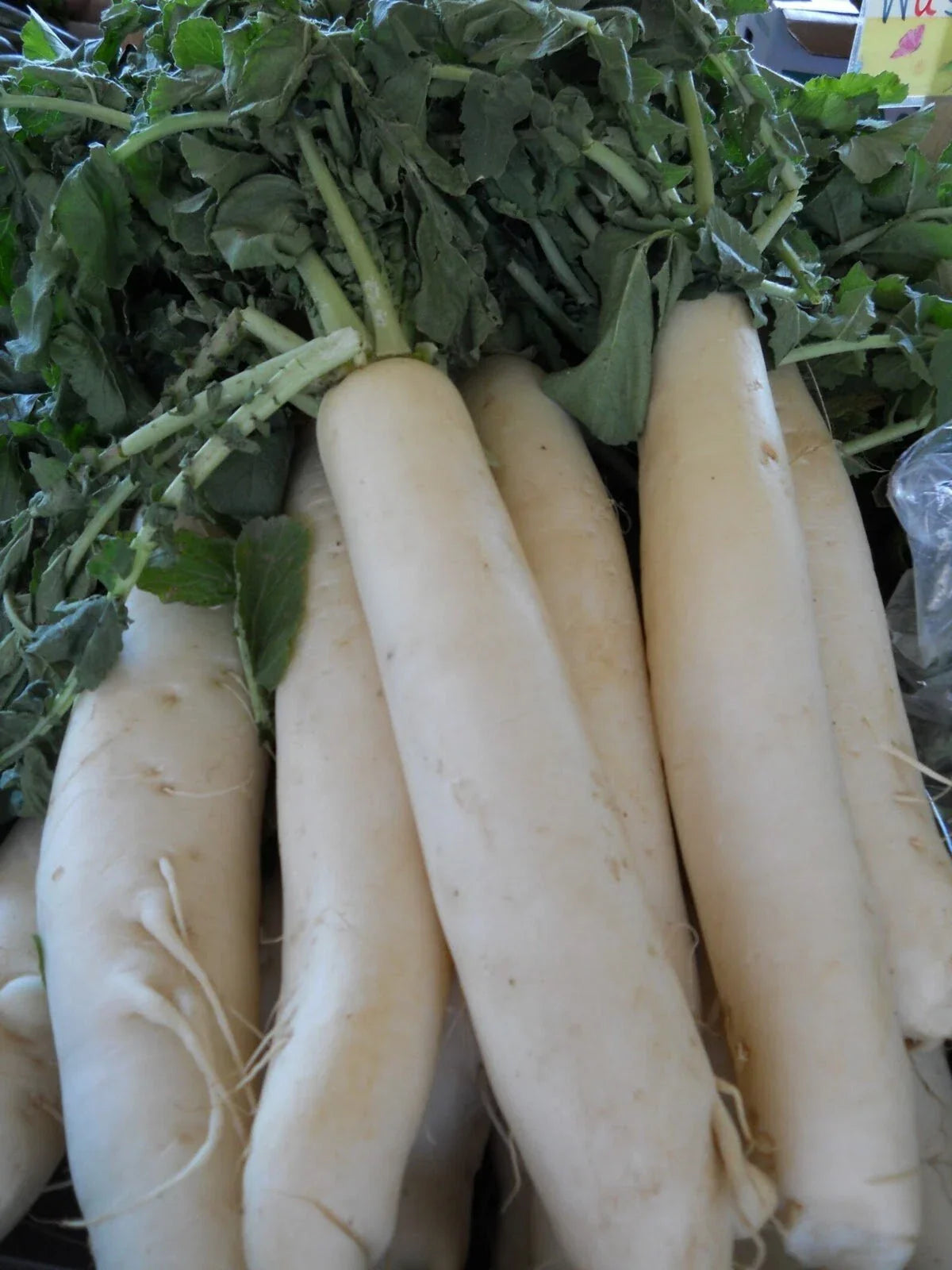 Daikon Radish Seeds - 200+ Heirloom Organic Non-GMO Japanese Minowase