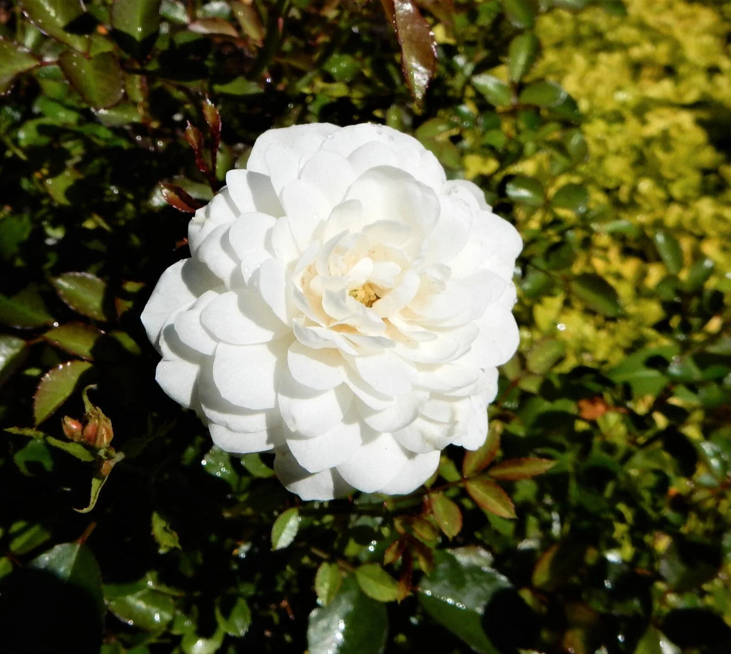 White Dwarf Rose Plant - Perennial Bush with White Blooms - Rosa 'White Dwarf' in 4-Inch Pot