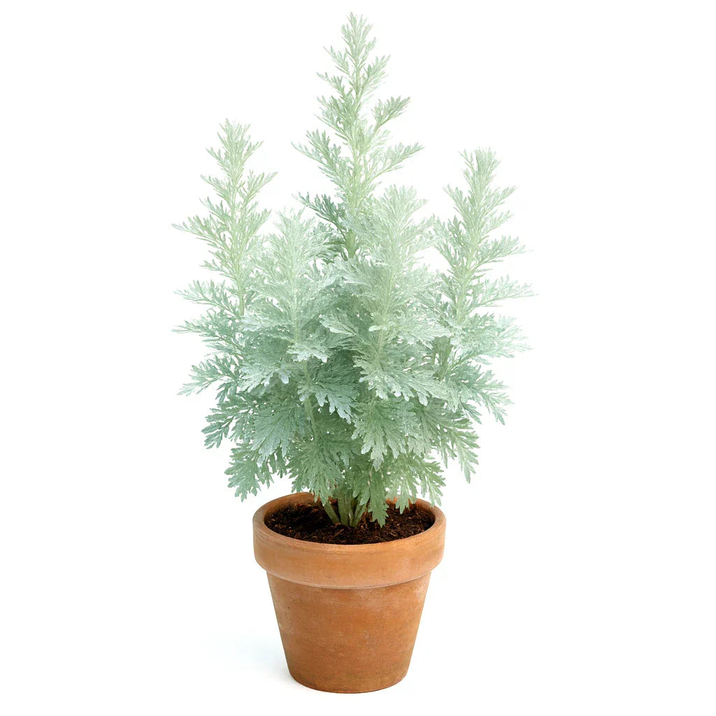 Wormwood Absinthe Seeds - 3000+ Perennial Artemisia absinthium for Mosquito Repellent