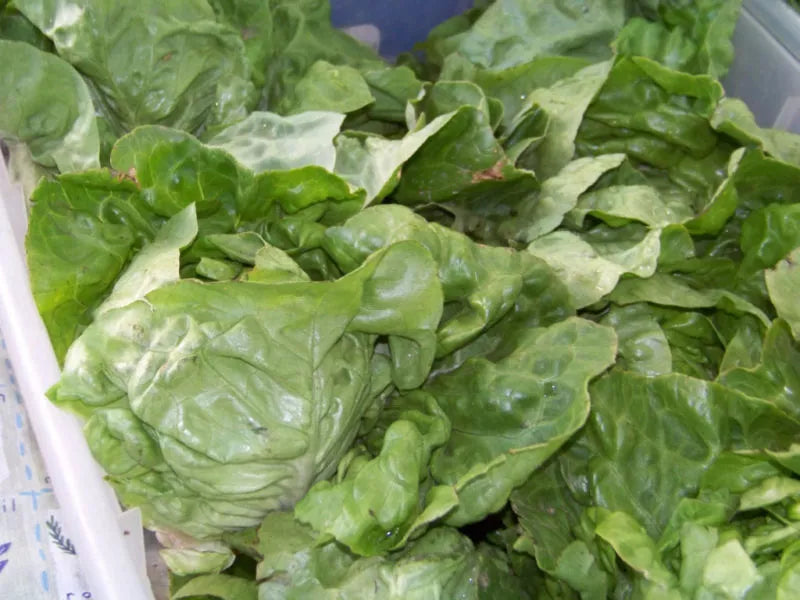 875 Seeds Buttercrunch Lettuce Non-GMO Heirloom Lactuca sativa GroCo USA