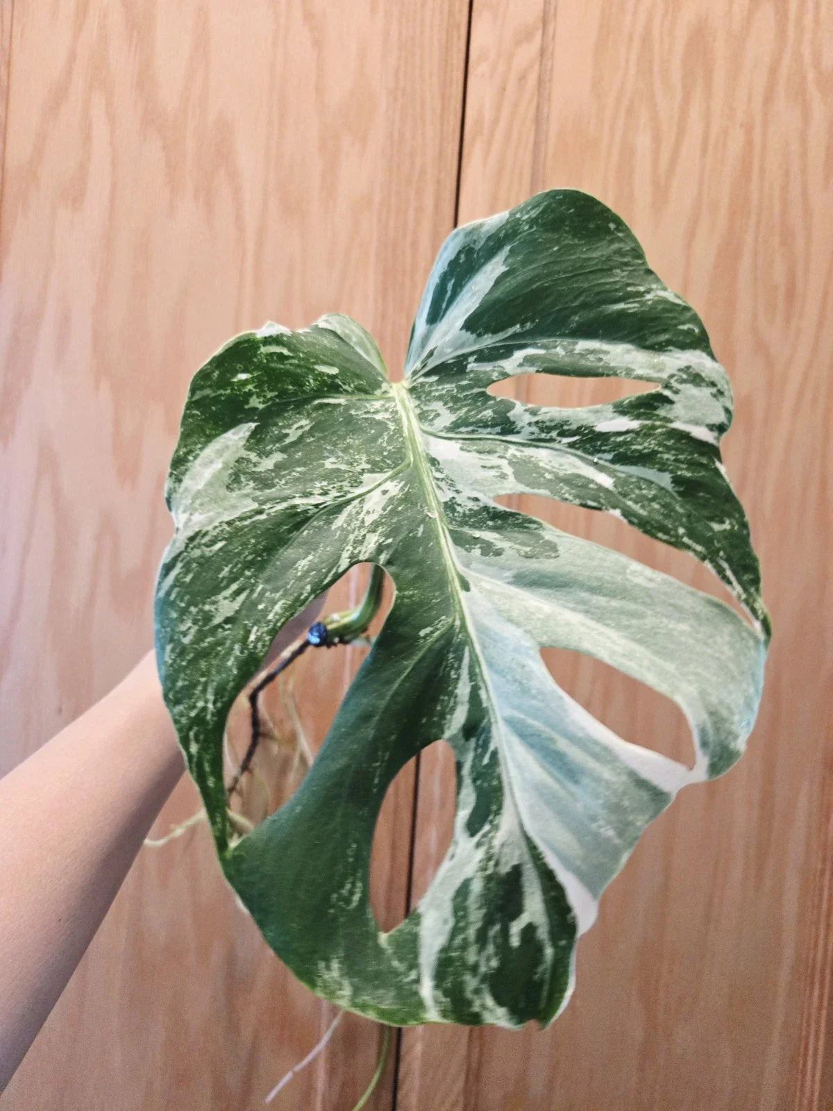 Rooted Monstera Albo Variegated Plant - Monstera deliciosa 'Albo Variegata' Indoor Houseplant, Unique White and Green Leaves