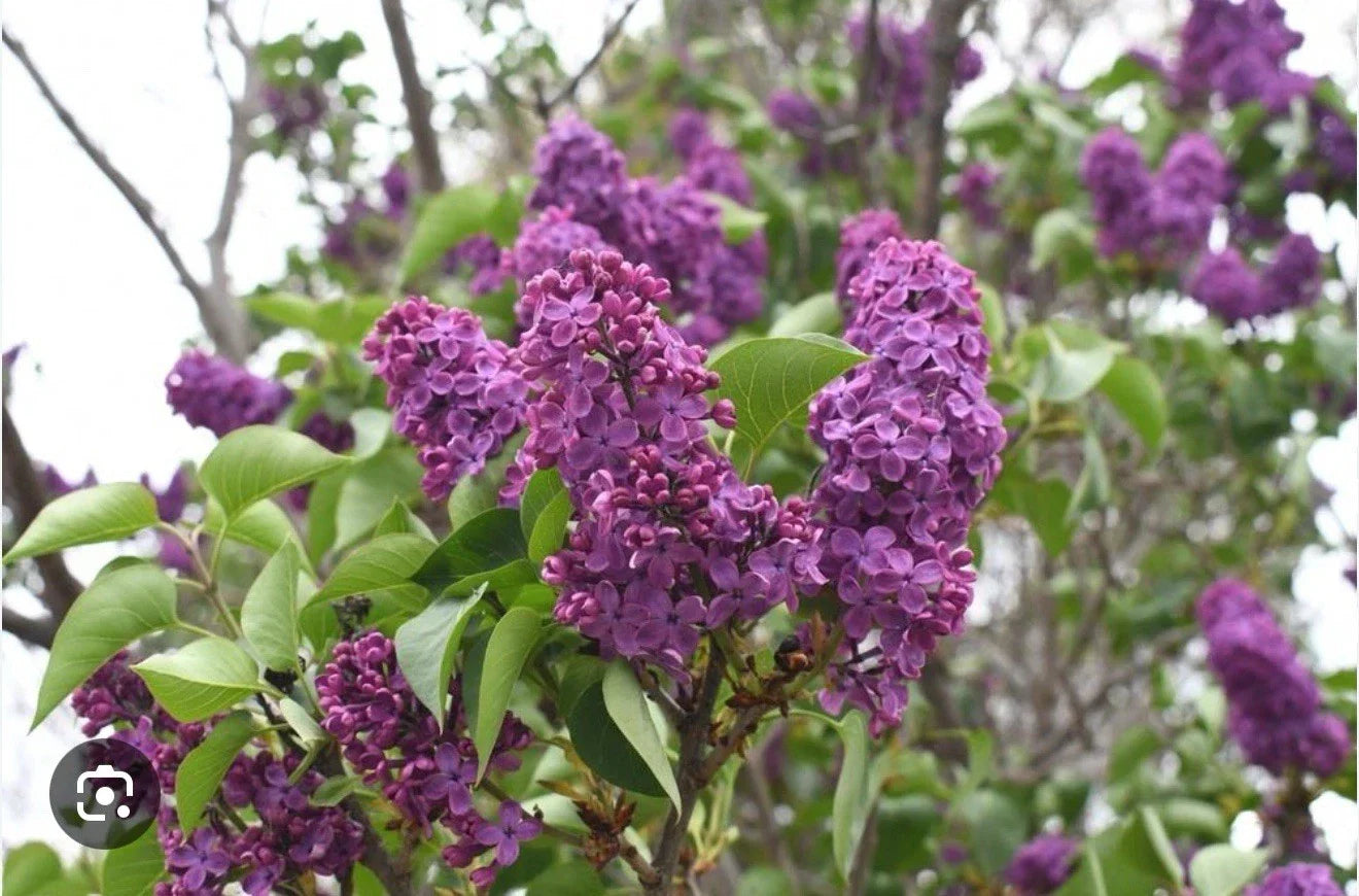 Congo Lilac Starter Plant 4-8” - Fragrant Syringa Vulgaris for Gardens