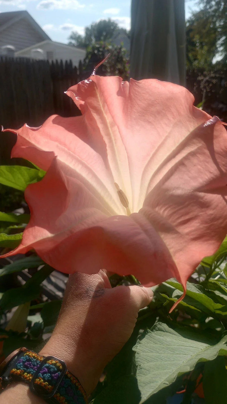 Pink Brugmansia Angel Trumpet Live Plant Node – Tropical Flowering Plant, Non-Toxic, Easy Care, Garden or Container, Brugmansia spp.
