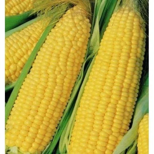 Heirloom Yellow Corn Seeds 25 Ct - Trucker's Favorite NON-GMO Vegetable Seeds