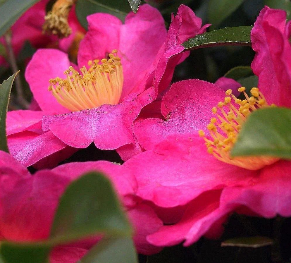 Fresh Camellia Shishi Gashira Cuttings - 6-8 Inch Flowering Shrubs Ready for Propagation