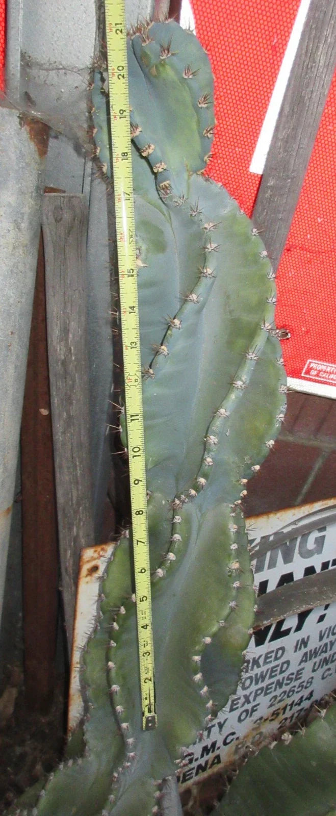 Columnar Cereus Peruvianus Spiralis Cactus Cutting 21" - Unique Spiraled Monstrose Cactus