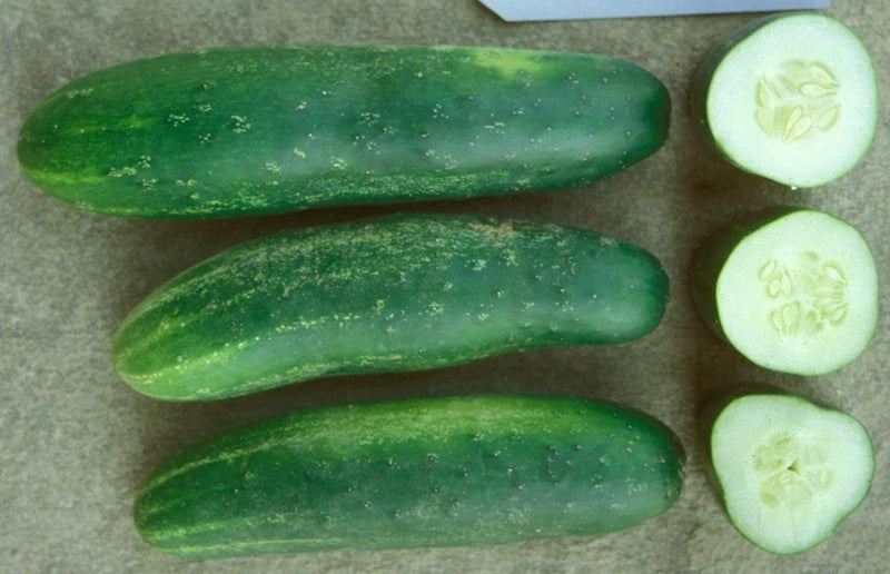 Ashley Cucumber Seeds 20 Pack - Heavy Producer, Market-Grade Cucumis sativus, Vining, Fresh & Pickling