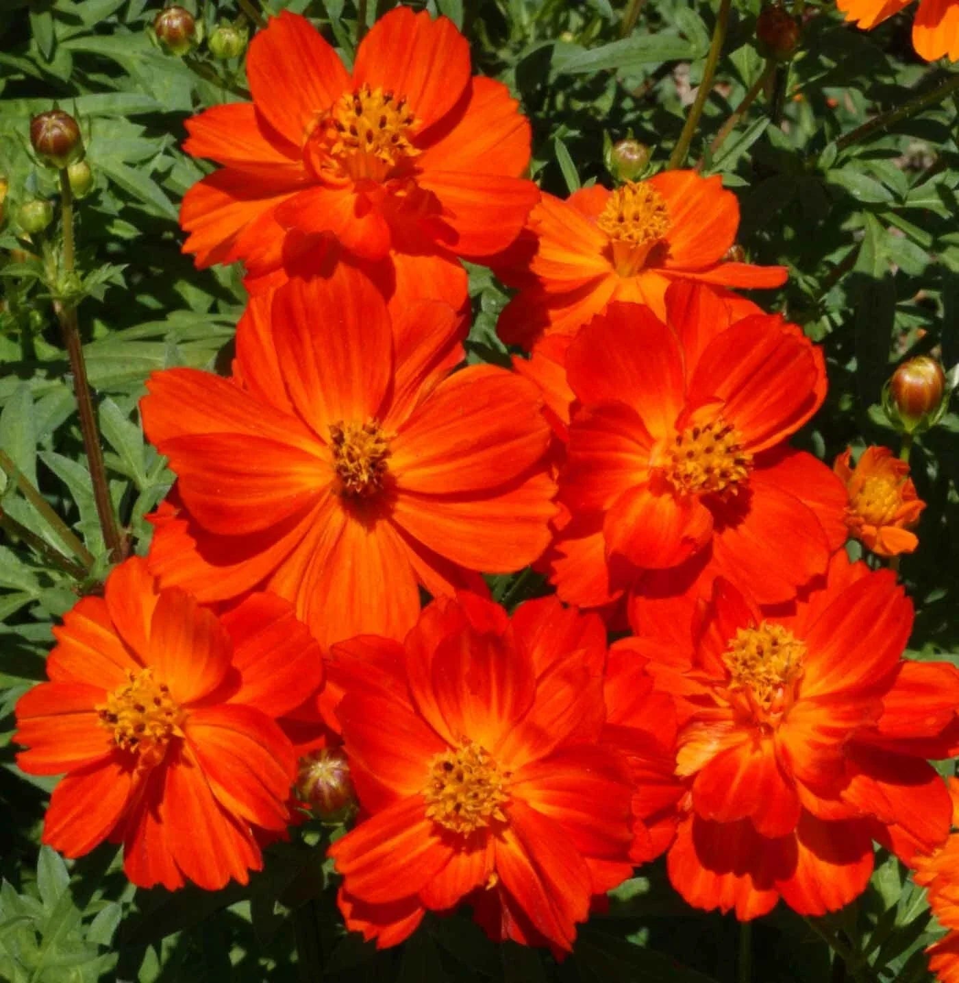 Dwarf Red Cosmos Seeds - 200 Non-GMO Seeds for Vibrant All Season Blooms