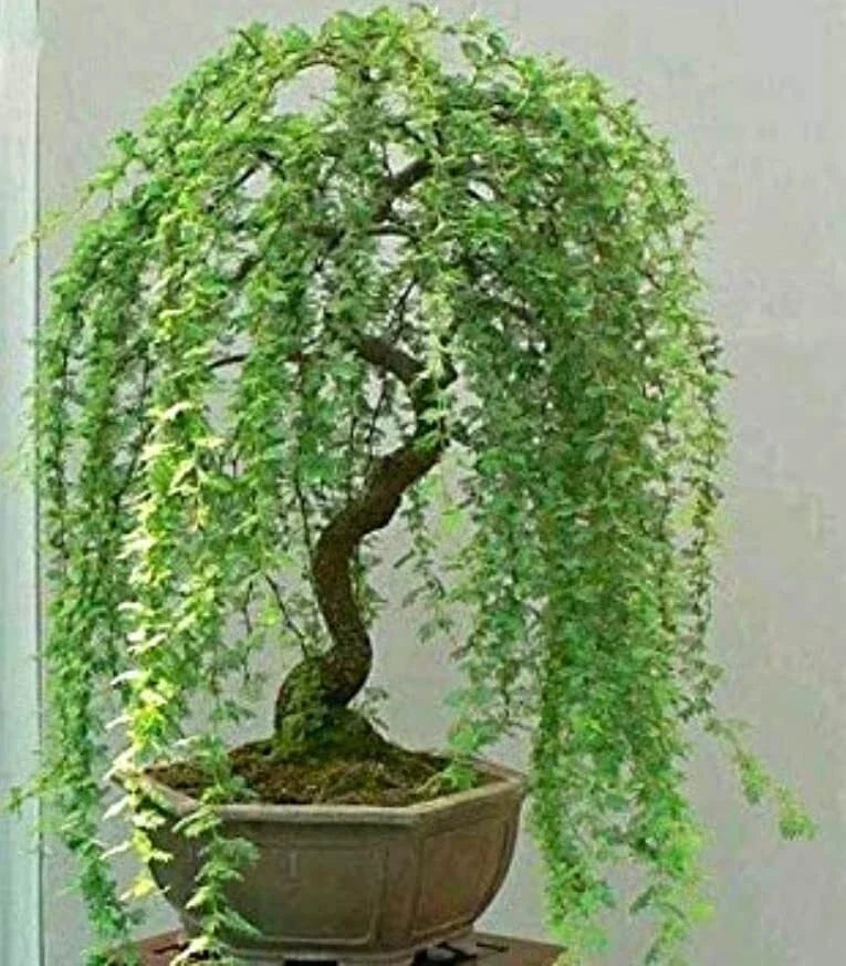 Green Weeping Willow Tree Cutting - Thick Trunk Dwarf Bonsai (Salix babylonica)