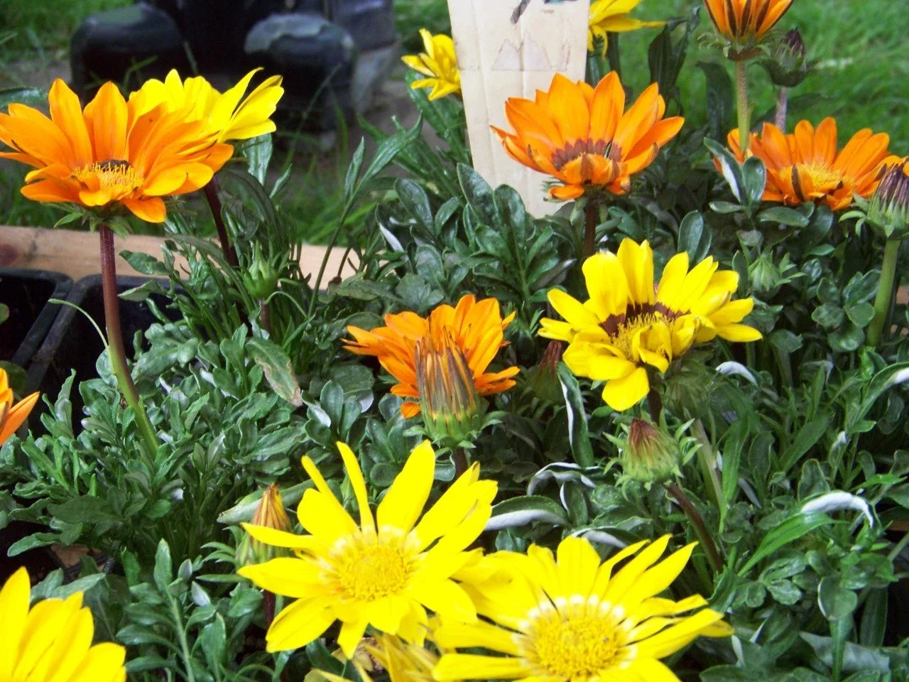 Gazania Sunshine Mix Perennial Seeds - Vibrant Multicolor Flowers for Gardens, Borders & Containers - Gazania rigens