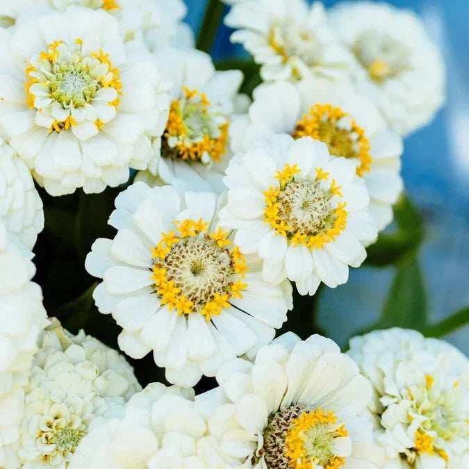Pumila White Zinnia Seeds - 100+ Pack, Zinnia elegans, Annual Flower for Garden, Borders & Containers