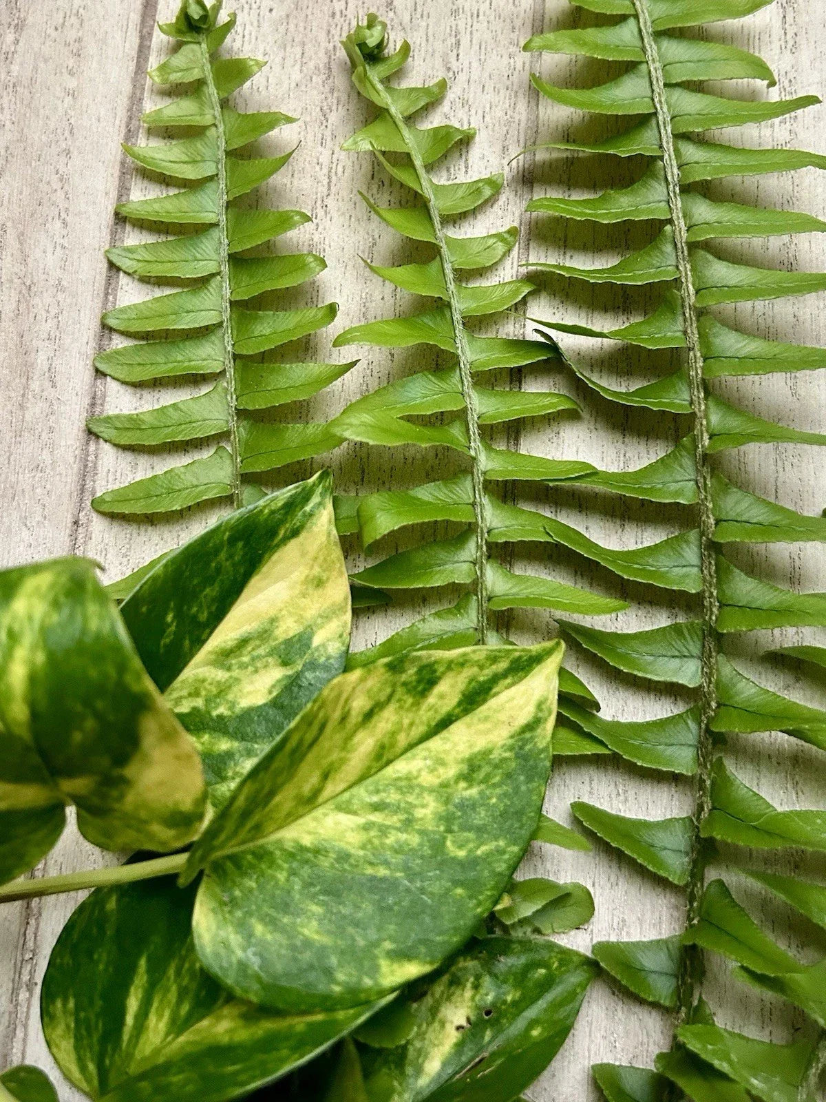 Rooted Plant Cuttings - 10 Pothos & Fern Varieties for Indoor and Outdoor Gardening