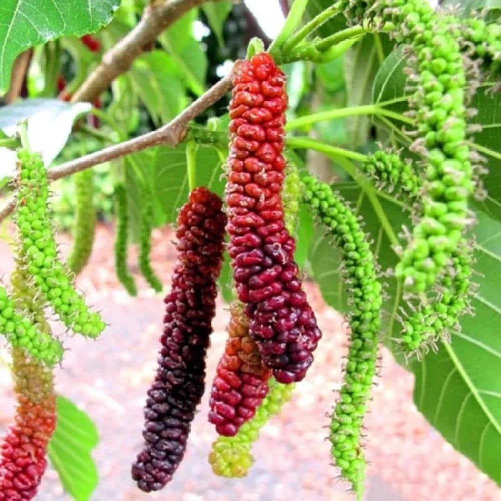 Pakistan Mulberry Live Rooted Plant – 6-8 Inch Morus nigra Fruit Tree for Garden, Backyard, Urban Gardening