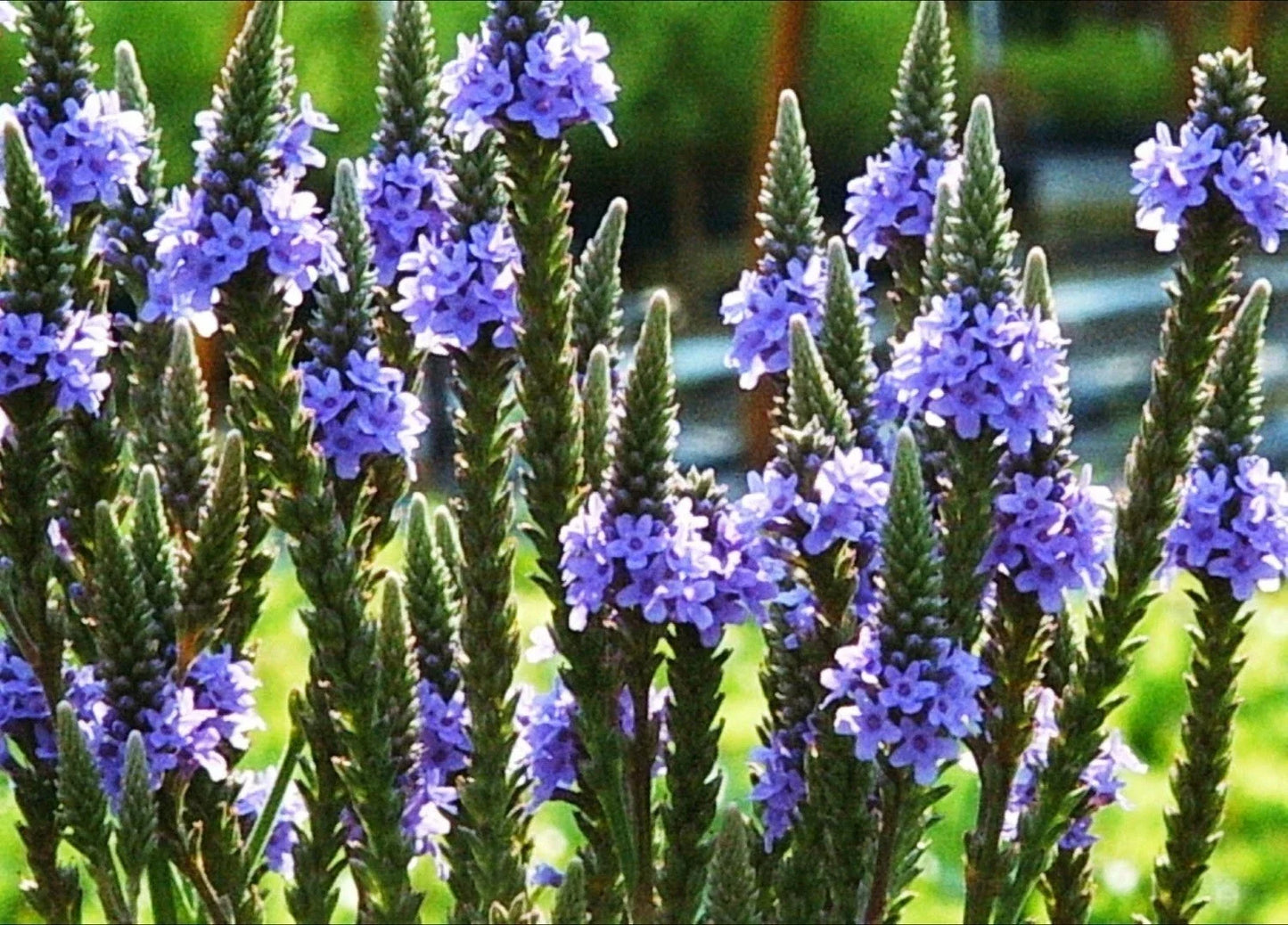 Blue Vervain Seeds - Perennial Wildflower Herb Tea - Drought Tolerant - Verbena hastata - 200+ Seeds