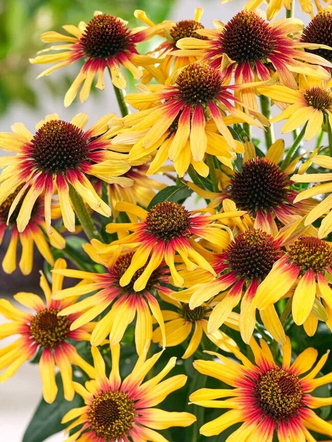 Sunseeker Coneflower Seeds - 200+ Pack Echinacea purpurea Perennial for Garden Planting, Bright Yellow Blooms