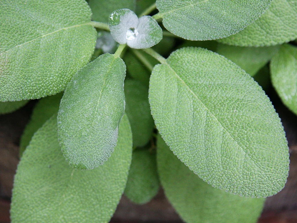Broadleaf Sage Seeds - 150 Non-GMO Salvia officinalis Herb Seeds for Culinary & Pollinator Gardens, USA Seller