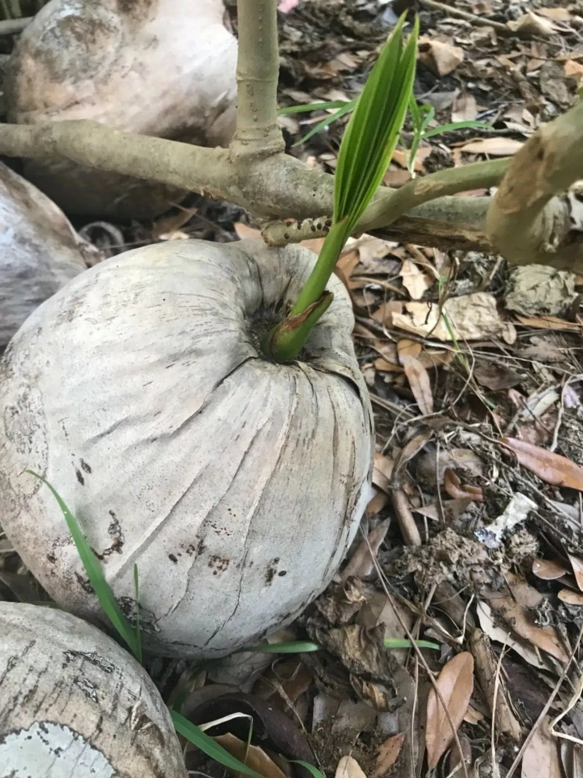 Sprouted Coconut Seed Plant Tree - Cocos Nucifera - Tropical Green Fronds - Grown in Florida