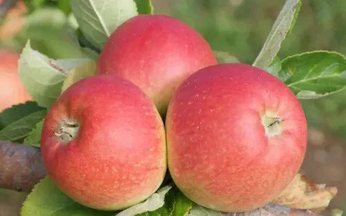 Alkmene Apple Seeds - 25+ Pack for USA Gardens | Malus domestica