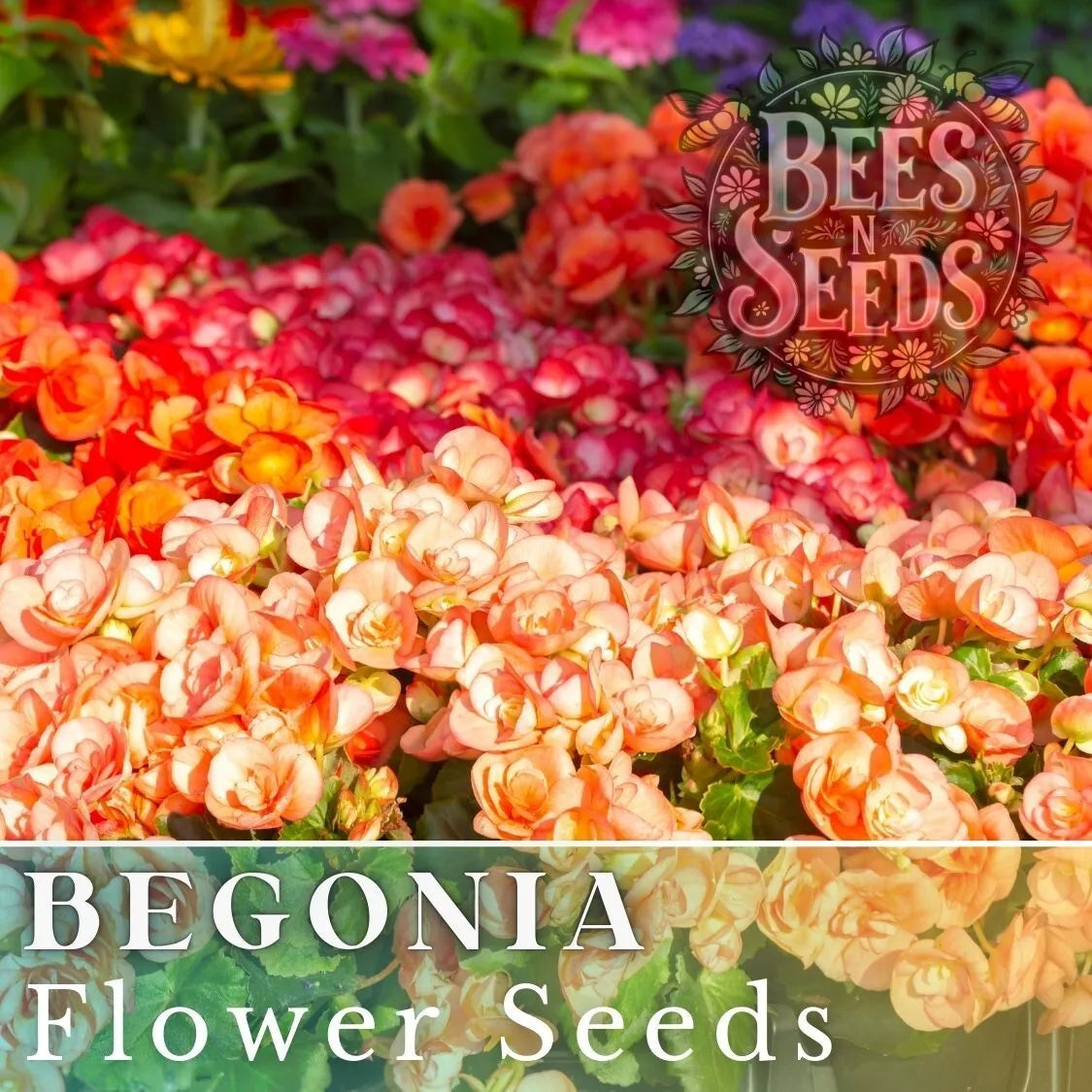 Begonia Seeds - Warm Glow Mix - Non-GMO Flower Seeds for Gardens & Containers - 45 or 125 Seeds