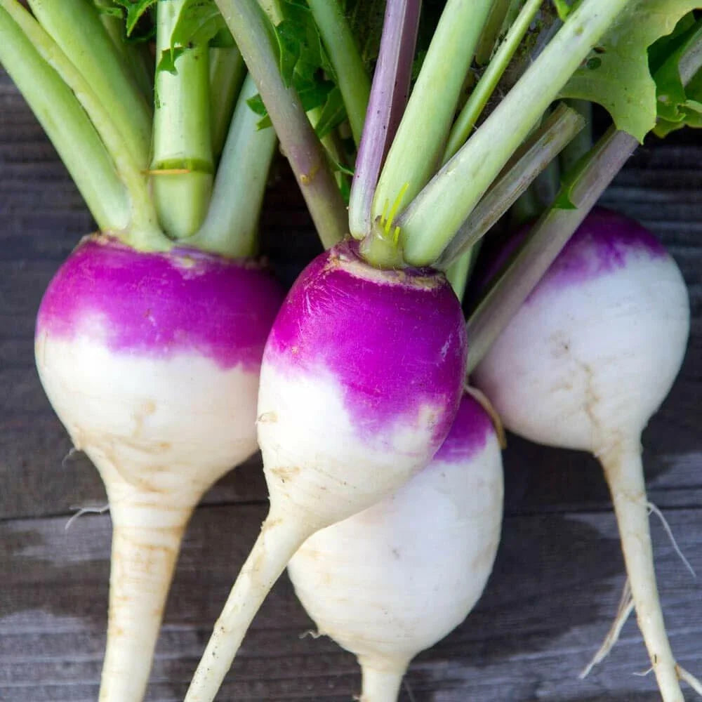 Purple Top White Globe Turnip Seeds – Brassica rapa, 100+ Seeds for Cool Weather Gardening