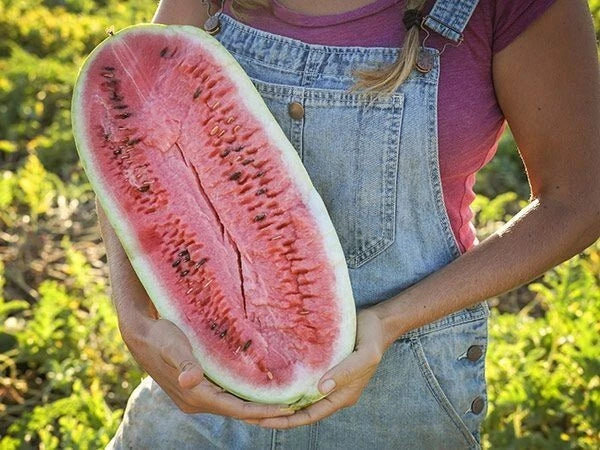 Charleston Grey Watermelon Seeds - 50+ Organic Heirloom Non-GMO Citrullus lanatus
