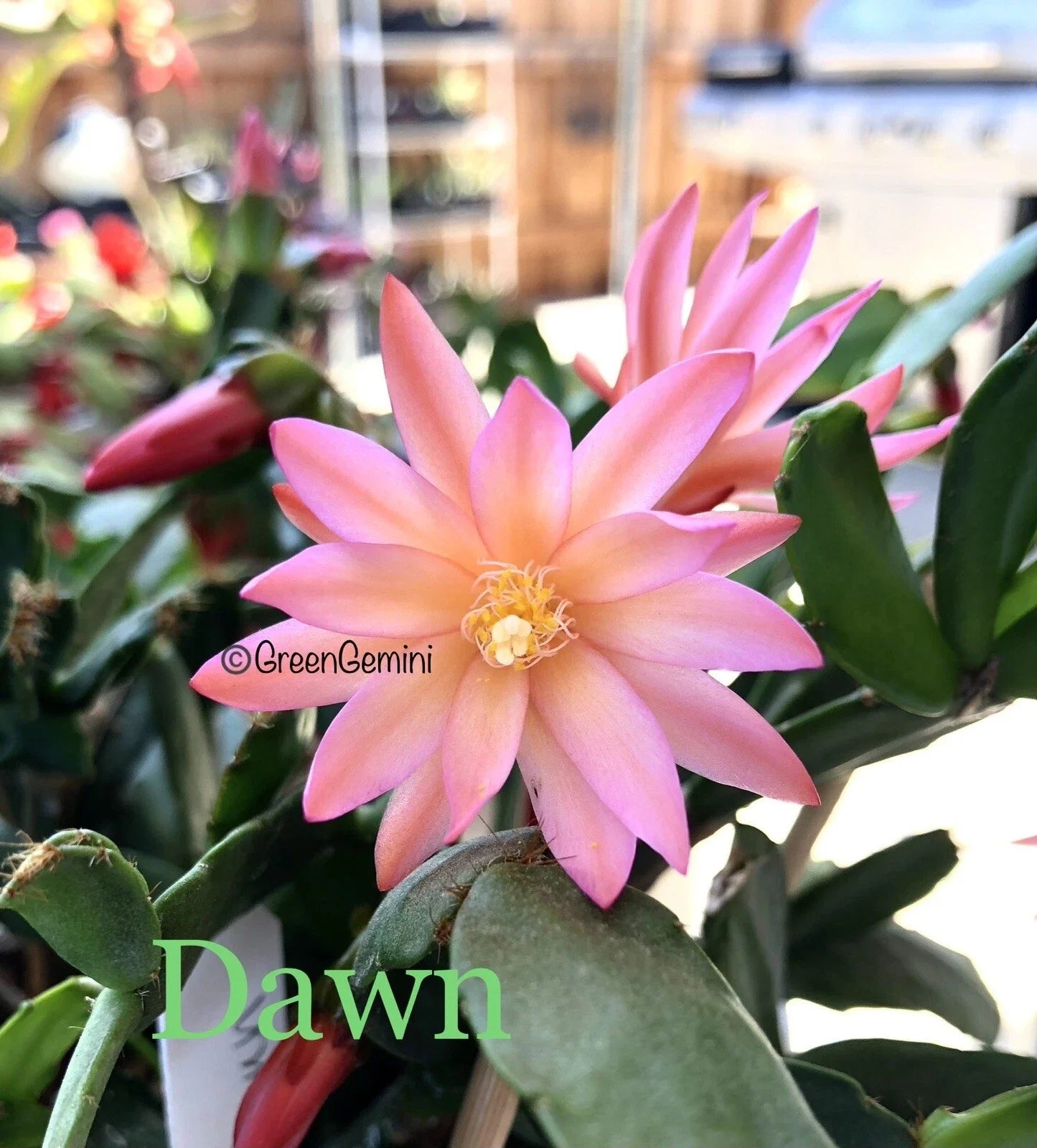 Easter Cactus Cuttings - 3 Rhipsalidopsis Hatiora Succulent Propagation Starter for Indoor Garden