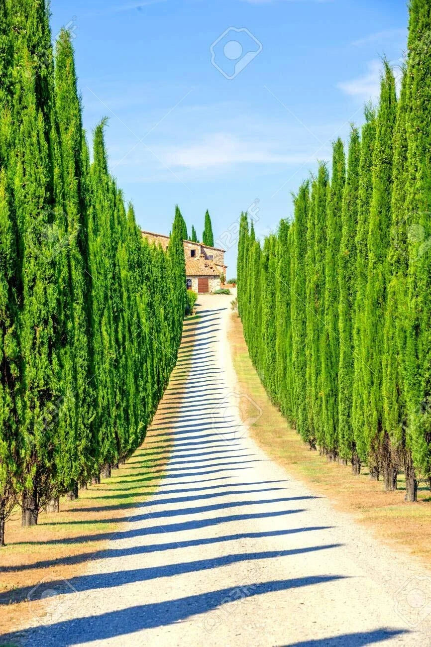 Italian Cypress Seeds for Planting | 50 Seeds | Tall Evergreen Tree | Cupressus sempervirens
